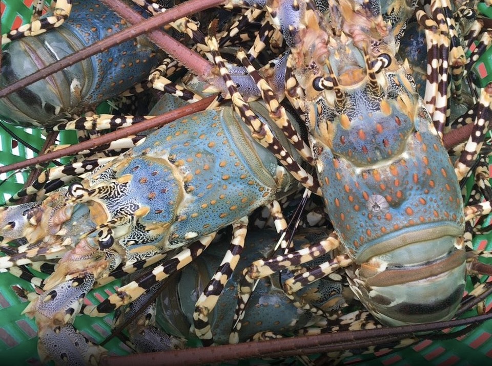 “海中鹅肝”! 普吉龙虾获GI官方认证